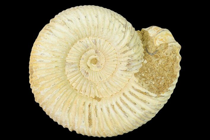 Jurassic Ammonite (Perisphinctes) Fossil - Madagascar #140392